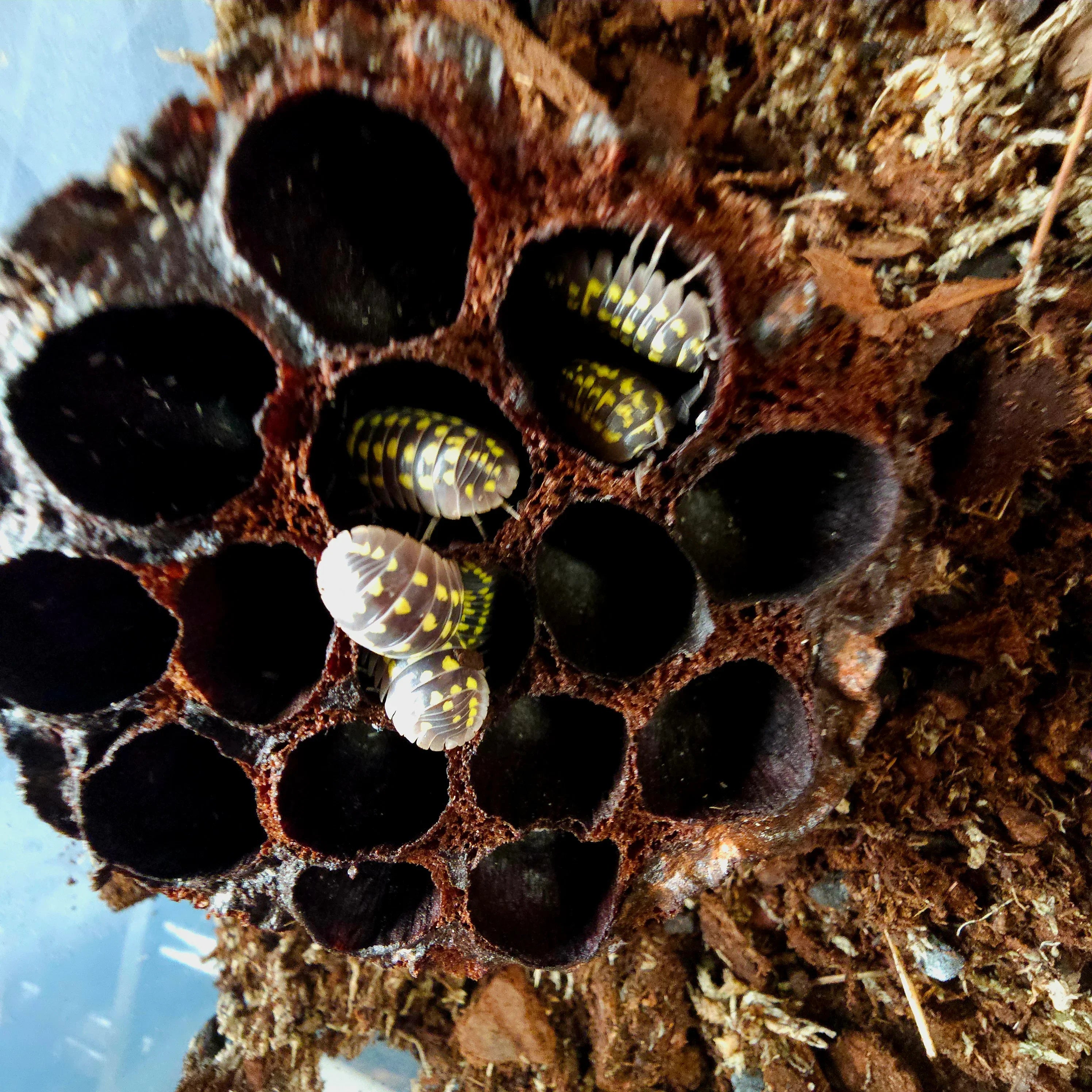 Armadillidium Gestroi - RedRayne Exotics 