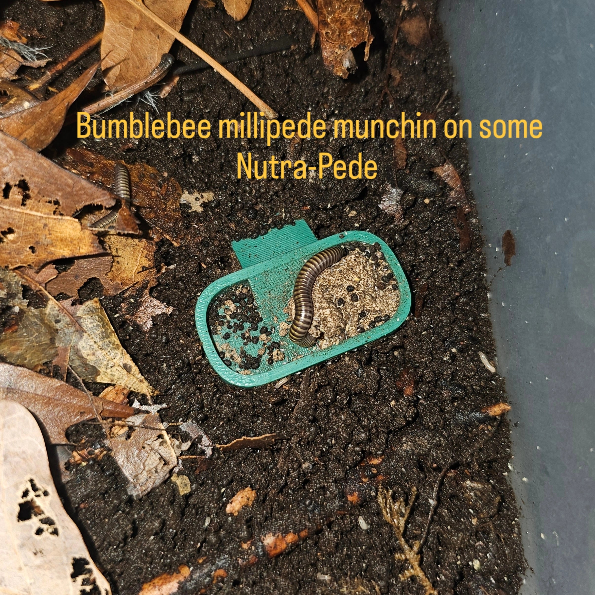 Isopod Feeding Dishes