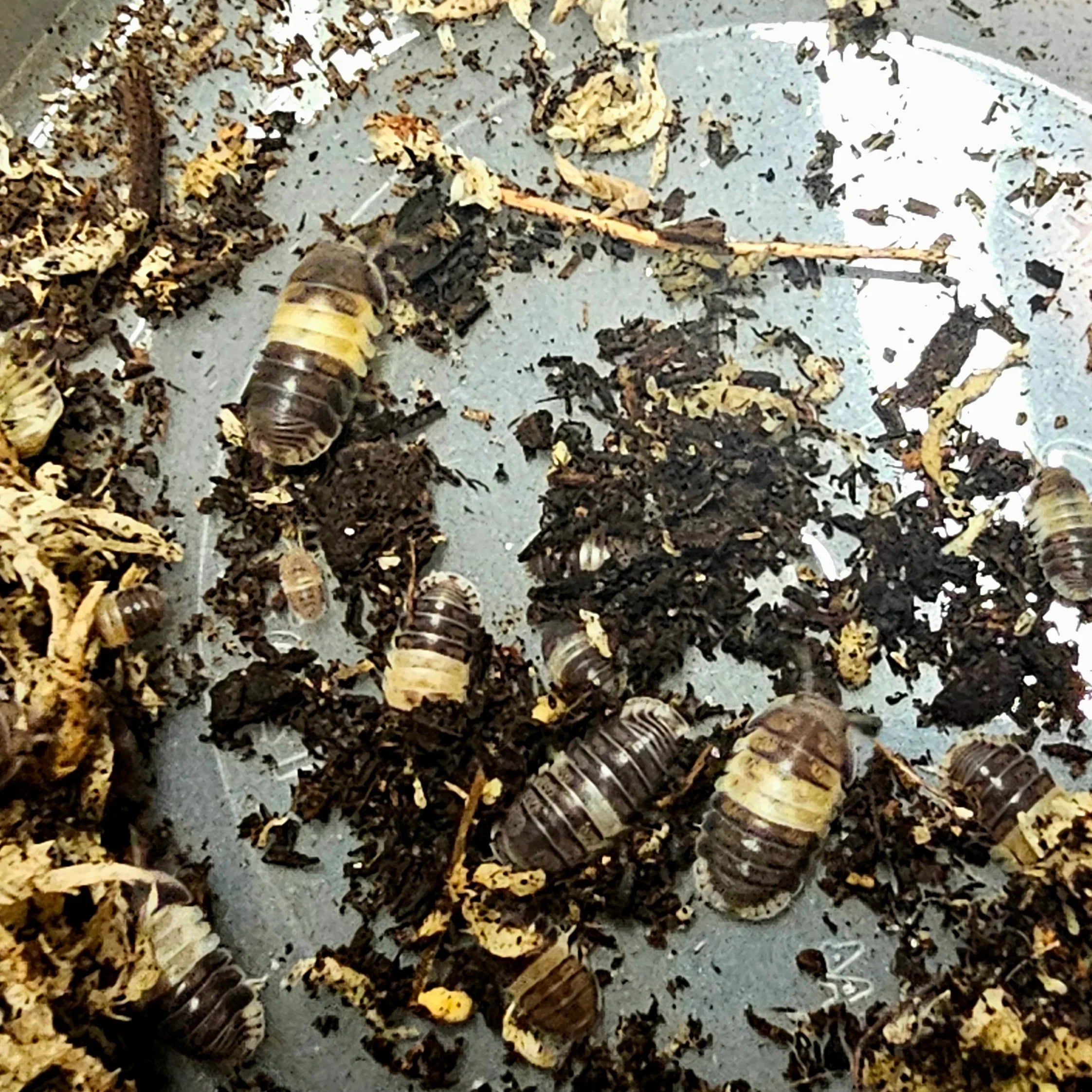 Cubaris Sp "Panda Kings" - RedRayne Exotics 