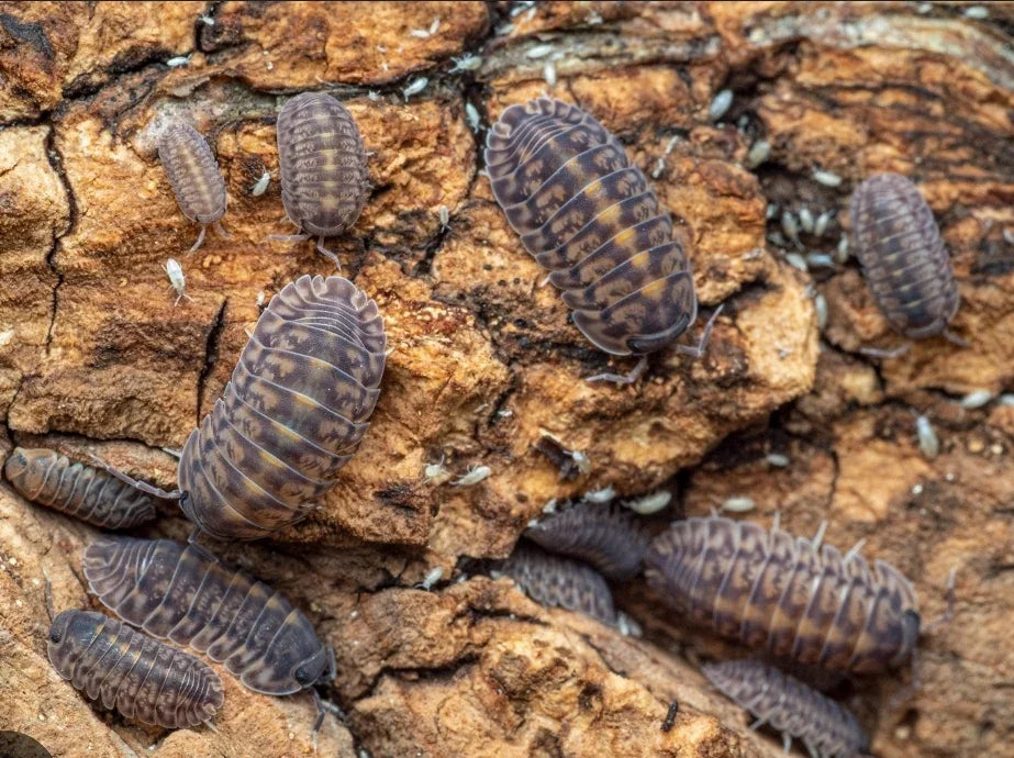 Cubaris Sp "Platin Tung Song" 5 Count - RedRayne Exotics 