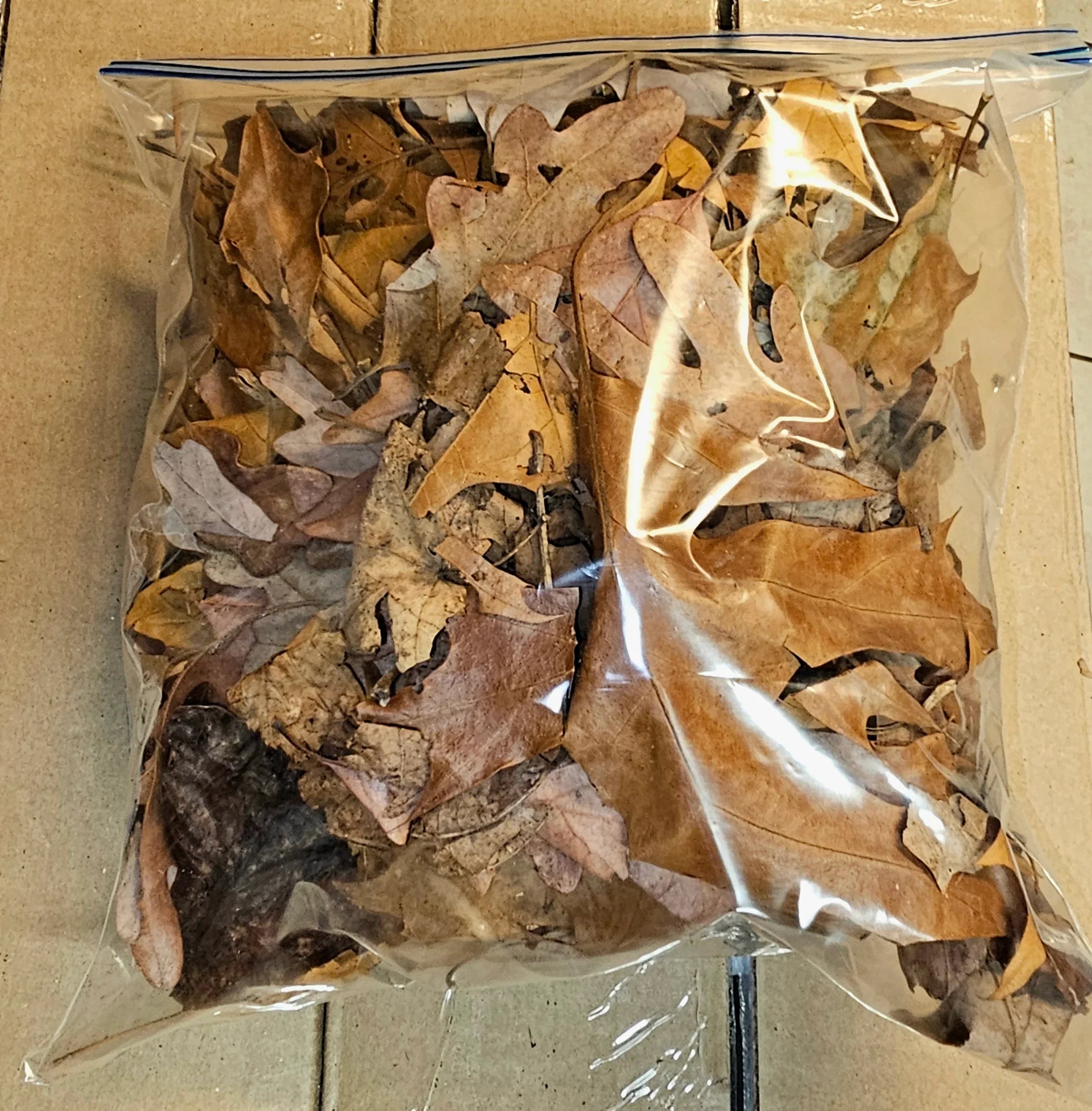 Leaf Litter- 1 gallon bag - RedRayne Exotics 