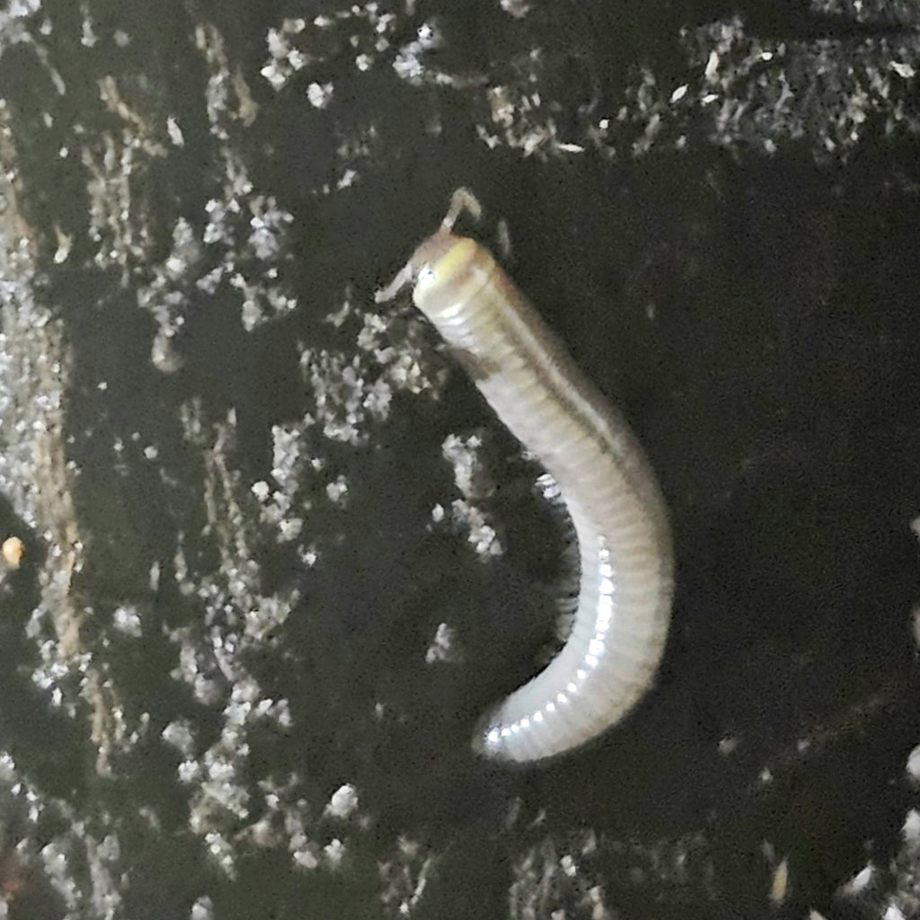 Anadenobolus Monilicornis-Bumblebee Millipede 5 count