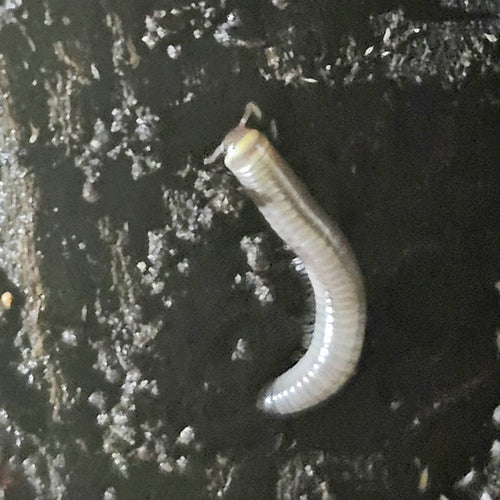 Anadenobolus Monilicornis-Bumblebee Millipede 5 count