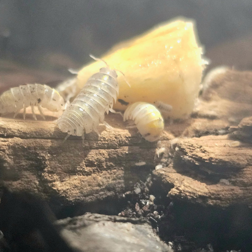 Armadillidium Vulgare "Magic Potion" (Japanese) - RedRayne Exotics 