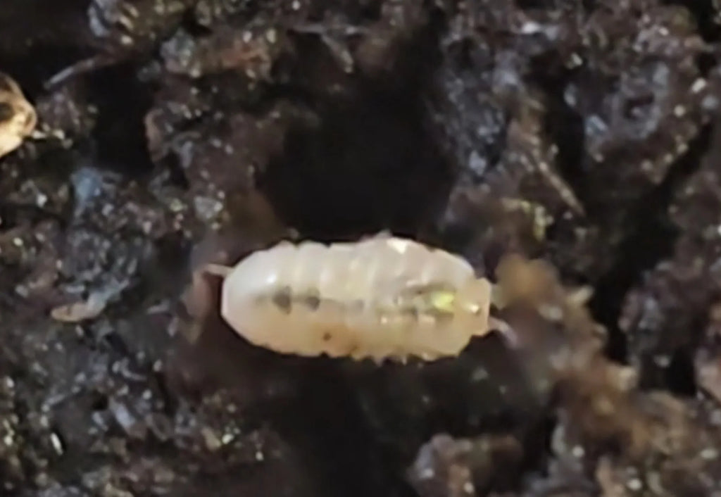 Armadillidium Vulgare "Magic Potion" (Japanese) - RedRayne Exotics 