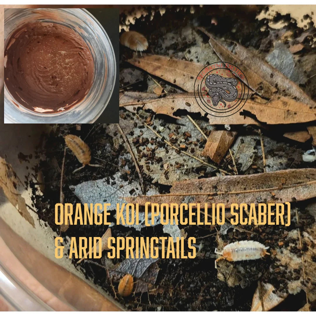 Arid/Semi-arid CUC - Orange Koi & Arid Springtails - RedRayne Exotics 