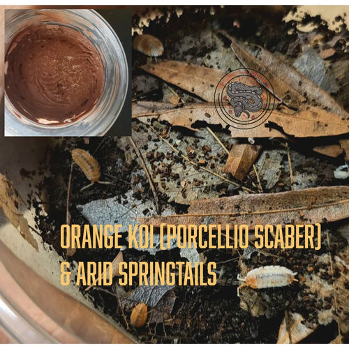 Arid/Semi-arid CUC - Orange Koi & Arid Springtails - RedRayne Exotics 