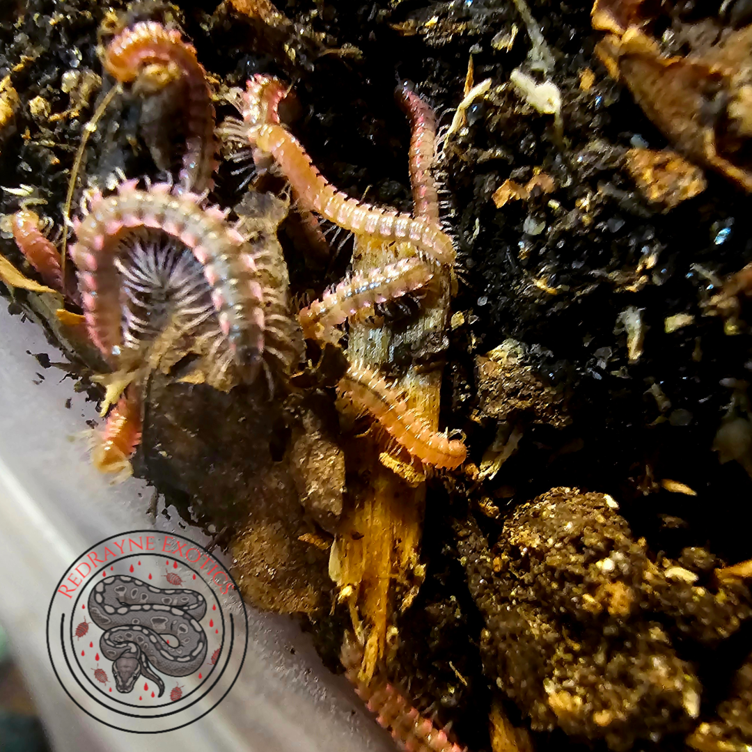 Pink Dragon Millipedes 