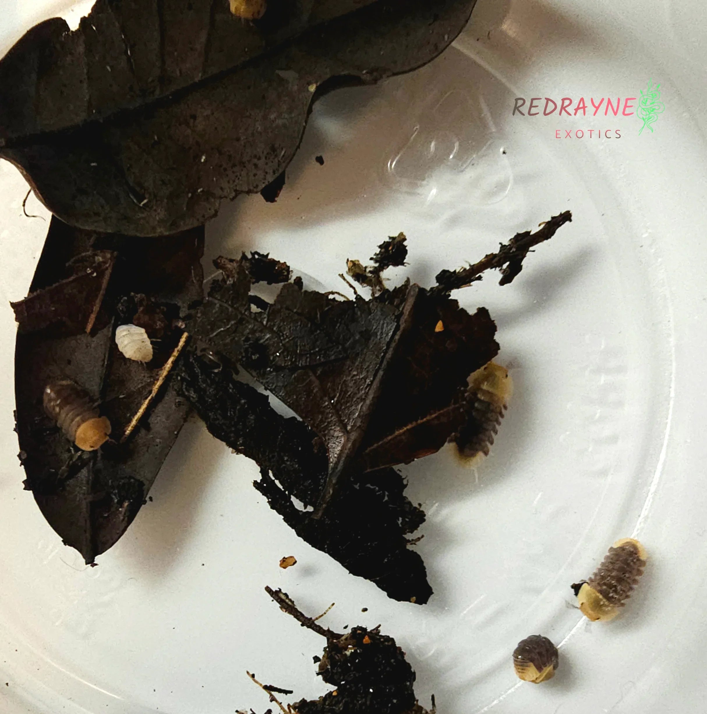 Cubaris Sp "Rubber Ducky" - RedRayne Exotics 