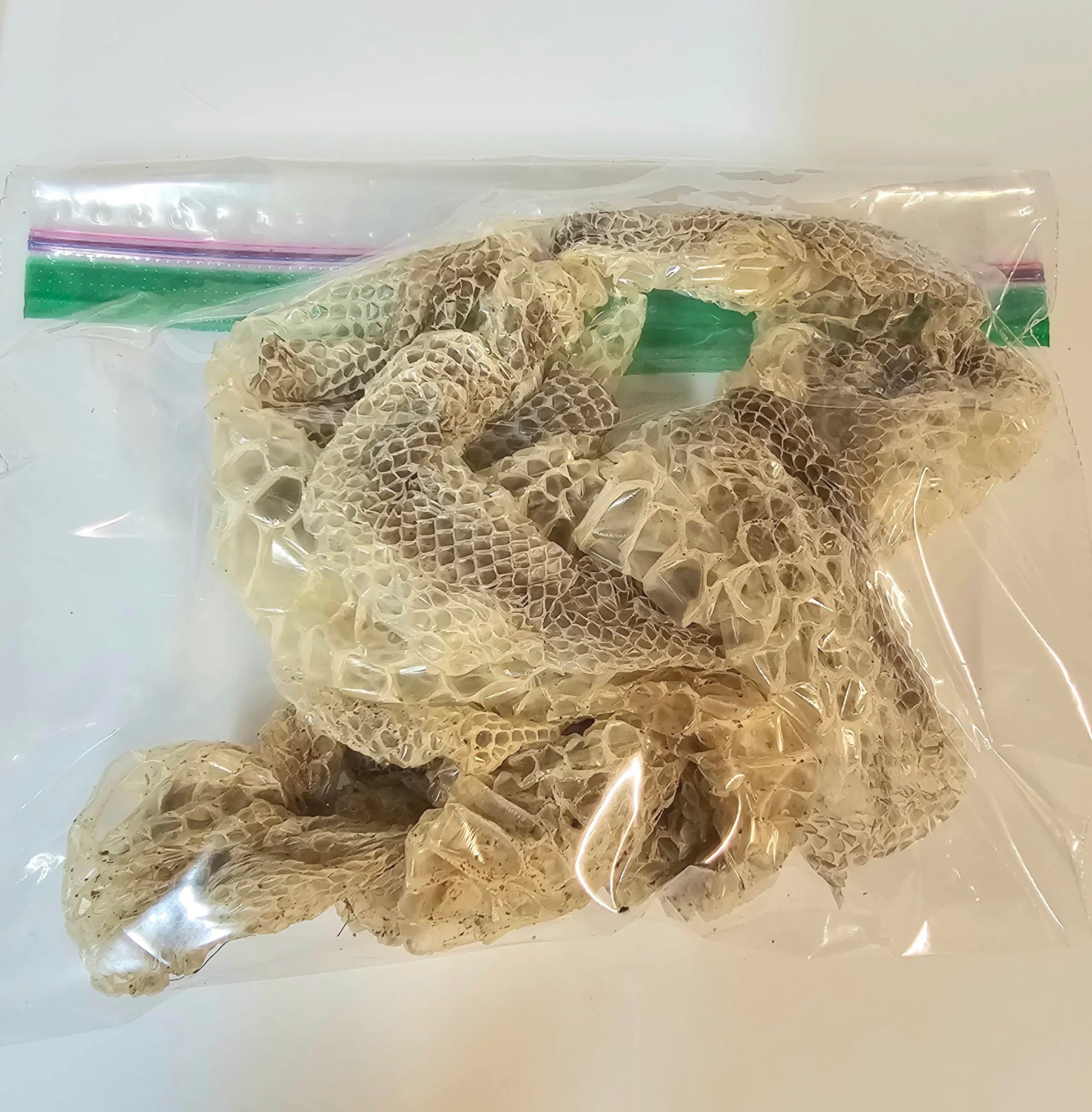 Snake Shed Isopod Treat - RedRayne Exotics 
