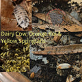 *Bundle* Dairy Cow, Orange Koi & Yellow Springtails - RedRayne Exotics 