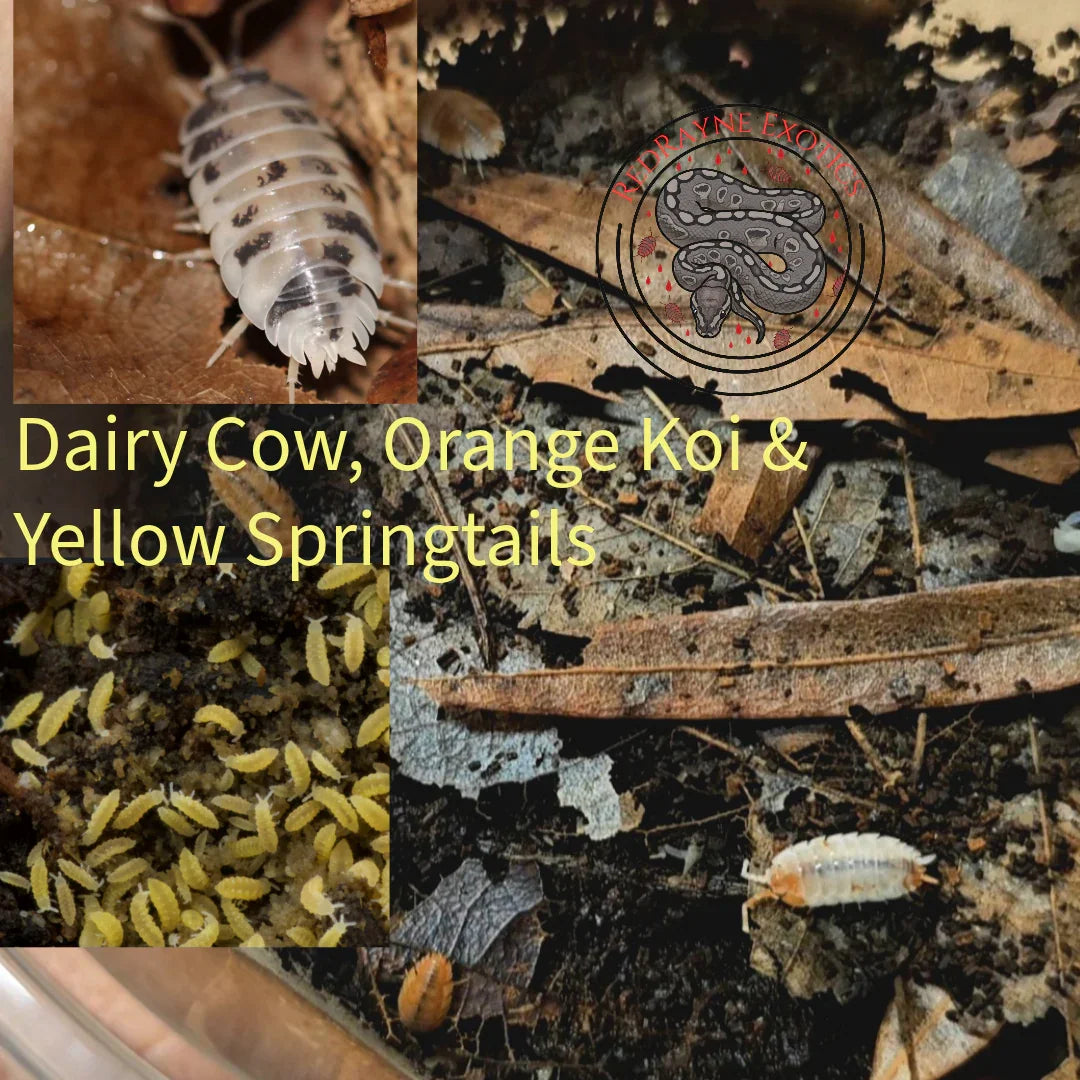 *Bundle* Dairy Cow, Orange Koi & Yellow Springtails - RedRayne Exotics 
