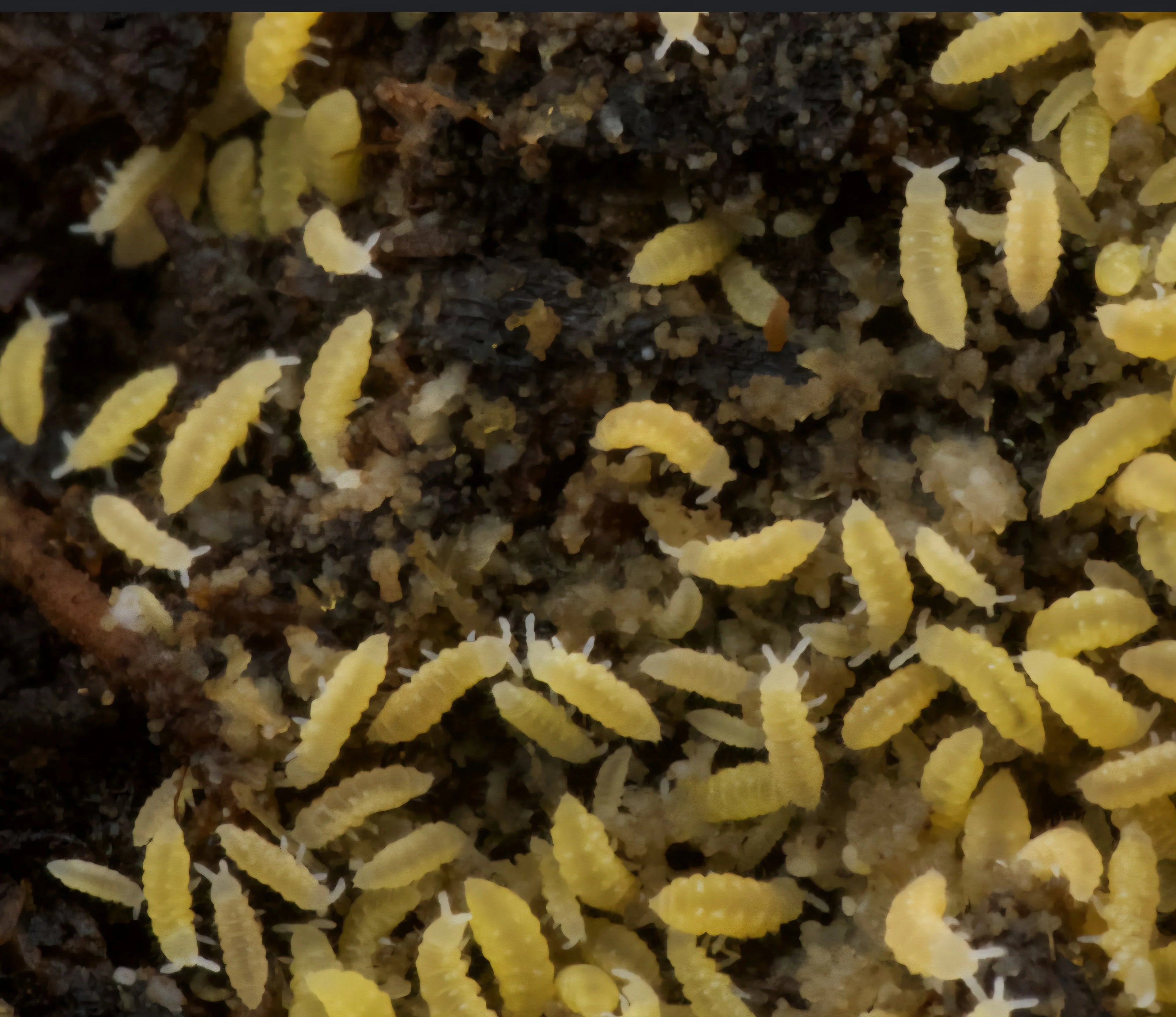 Yellow Springtails 100+ count - RedRayne Exotics 