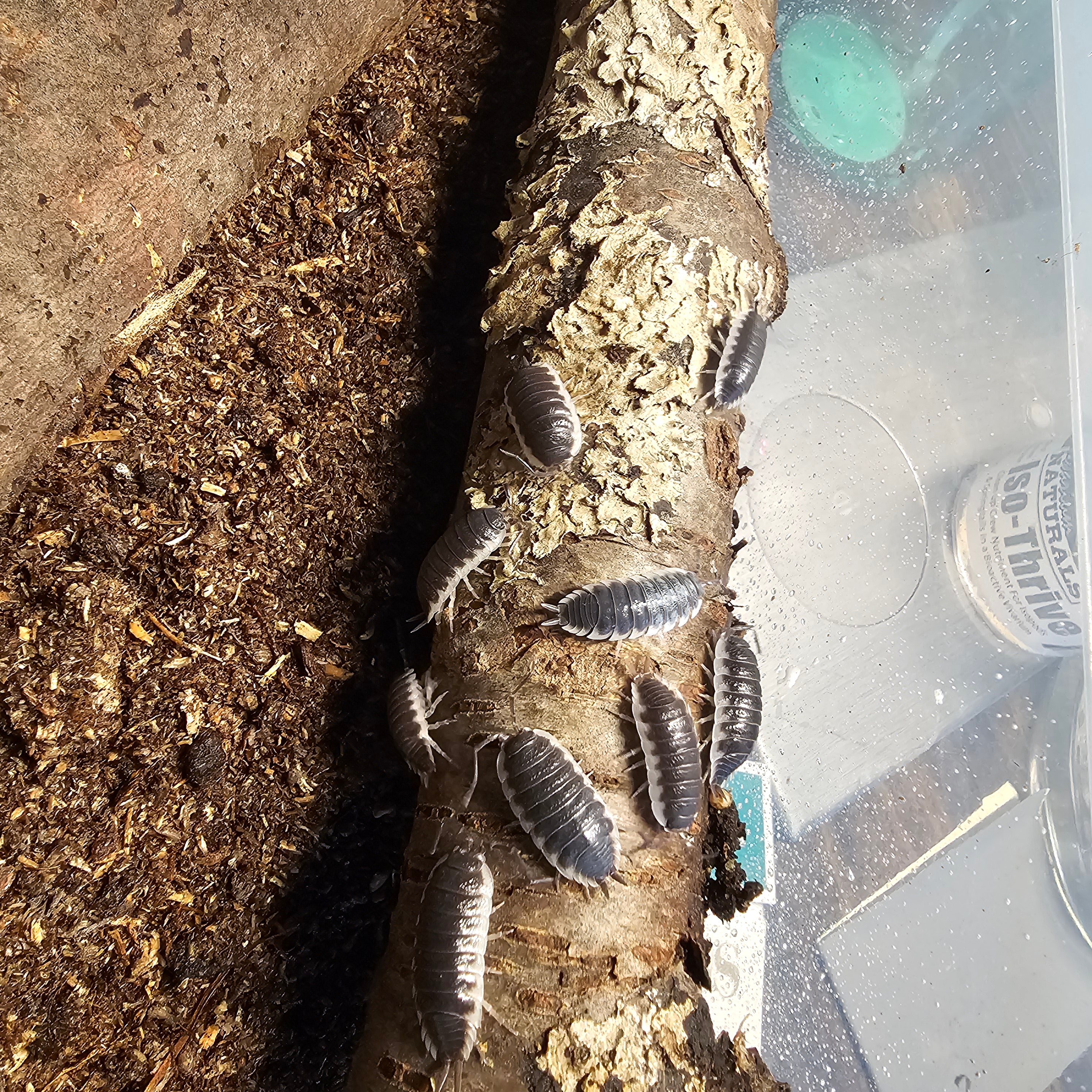 Porcellio Flavocinctus Sevilla 10 Count