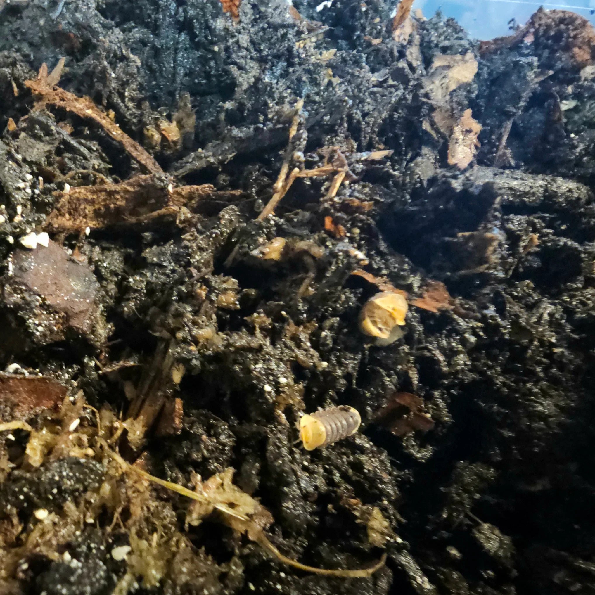 Cubaris Sp "Rubber Ducky" - RedRayne Exotics 