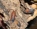 Porcellio Scaber "Lava" 10 Count