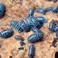 Armadillidium Maculatum Zebra 6 Count